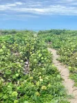 49 Steps to the Beach! Hutchinson Island 2BED/2BATHRenovated