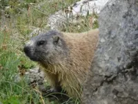 5 Minutes from the Alpe di Siusi Cable Car, Family Apartment and Terrace. Hotels in Siusi