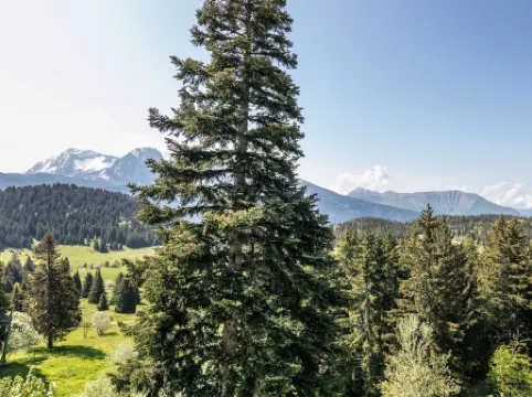 V du Bachat Sorbiers E