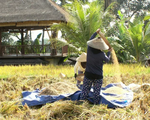 Prashanti Bali الأماكن العامة Photos