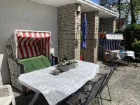 House cormorant - little seagull