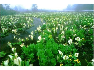 ホテル周辺 新玉川温泉の写真