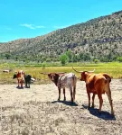 Charming 3 bedroom Ranch in scenic McElmo Canyon