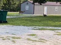 Deer Run Retreat Great fishing cabin!