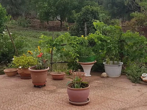 Country house "Casa Mia" in the evergreen olive grove Hotels in Ceglie Messapica