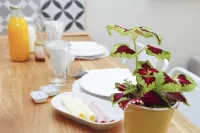 Flores Guest House Hotels in Misericordia