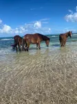 Casa Bendita Vieques - Ocean View and Amazing Pool