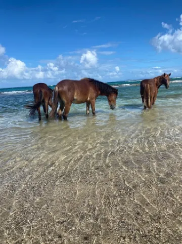 Casa Bendita Vieques - Ocean View and Amazing Pool