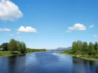 Kvisthån Idegranen