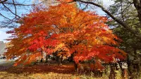 10 Min from Bus Stop You Can Enjoy Hot Spring Hotel di Usu District