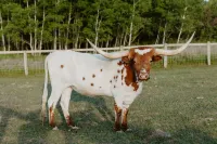 Longhorn Studio- 15 min from Glacier NP-Whitefish Mtn, and Flathead Lake!