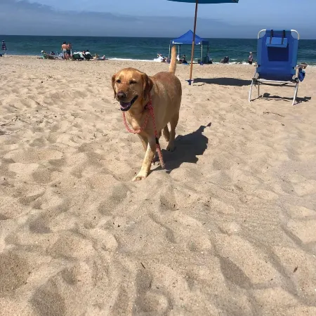 Close to the beach, clean and comfy!  Your pooch is welcome.