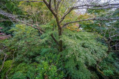 ホテル周辺 鶴巻温泉 元湯陣屋の写真