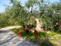 countryhouse Santo surrounded with olive trees very relaxing, sea view Hotels in der Nähe von Magaggiari Beach