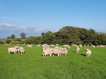 Stone Mouse Cottage Отели в г. Гриндлтон