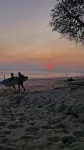 Habitat Surf Glamp - Beach