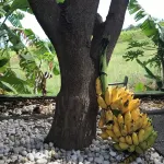 1 Bedroom Private vacation home in Les Avirons