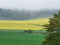 Woodview - Idyllic Cottage in the Country Hotels in Forfar