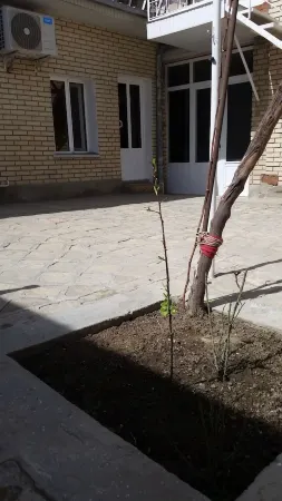 파이라비