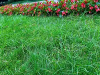 Nanjiang Guangwushan Town Yunwu Home Farmhouse