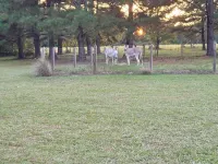 6 golf courses within 20 minutes, 30 foot camper with deck, firepit & BBQ