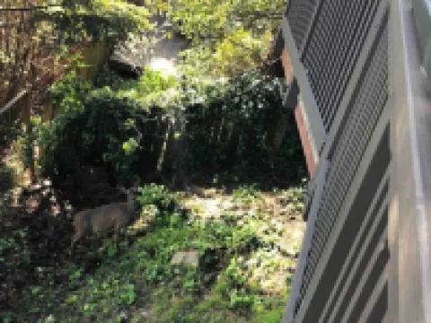 Lovely and Quiet suite with GORGEOUS VIEWS-10 min to Golden Gate Bridge Hotels in Mill Valley