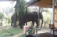 Warthogs Safari Camp Hotels in 