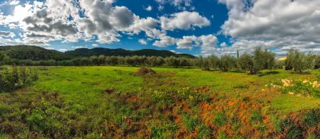 Cozy country house surrounded by olive trees.