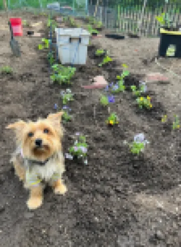 Dog lover’s retreat with acres to roam, farm animals, and plenty to explore!