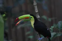Jungle Paunch