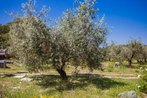 Agriturismo Biologico Piccapane