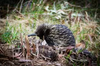ザ バウアー アット ブルーリー