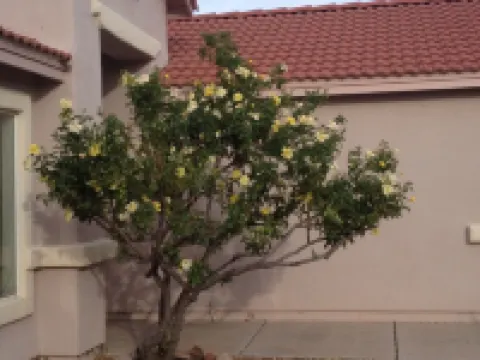 Birdwatchers Paradise on 1.5 ac  Golfing hiking & More