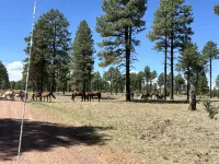 National Forest Retreat AZ White Mtn Escape Cabin