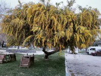 Ionia Liberty Stone Hotels in Foca