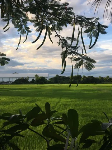 รูปภาพของบ้านสวนปาล์มรีสอร์ท