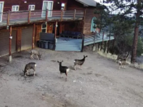 6 Bedroom Mountain Retreat  37 Acres, Close to Hwy 285, Borders National Forest Hotels in Bailey