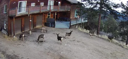 Mountain Retreat  37 acres, close to HWY 285, borders National Forest Отели в г. Бейли