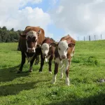 Slice of heaven cabin