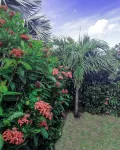CONCH SHELL COTTAGE at white sand beach. Hotels in 