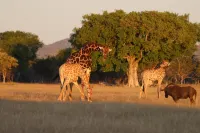 Etosha Mopane Safari Lodge Hotels in Otavi