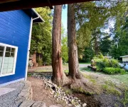 Willow Creek in the Redwoods