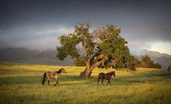 Fess Parker Wine Country Inn