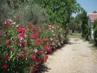 Holiday flat of the size of 45 m² on a large estate with pool close to Arles