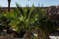 Caves Beach Resort Adults Only - romantis