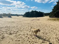 StayatSas Tiny House on the Veluwe Pippa, kids and dogs welcome, large terrace Hotel a Doornspijk