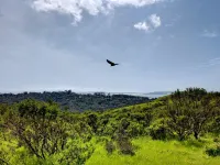 Chic 4 rm 1 bed retreat, No Berkeley area, WiFi, private deck, near UC, nature, Hotels in Kensington