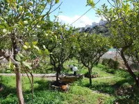 Quiet Place with Efflorescent Garden - Pet friendly