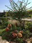 Kilim Hotel & Apart Hotel a Babatasi Mahallesi
