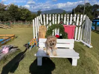 Dog Base Angel Dogs ok فنادق في تاكاشيما